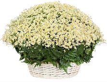 Цветочная композиция из Ромашки в корзине #REPLACE_PRED# Кировске Ленинградской области